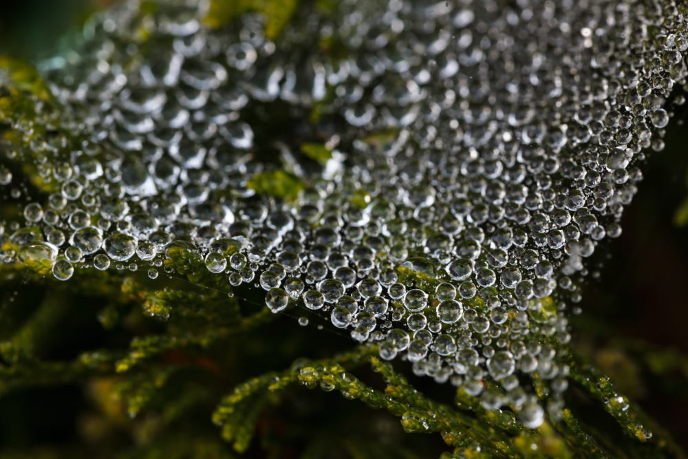 7. Platz Josef Schafnitzel